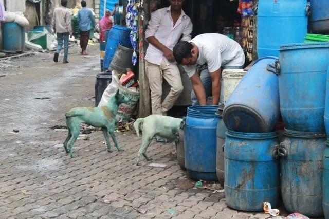 Kemunculan Anjing Biru Buat Heboh India. Bukan Spesies Baru, Kisah di Baliknya Begitu Menyedihkan 2