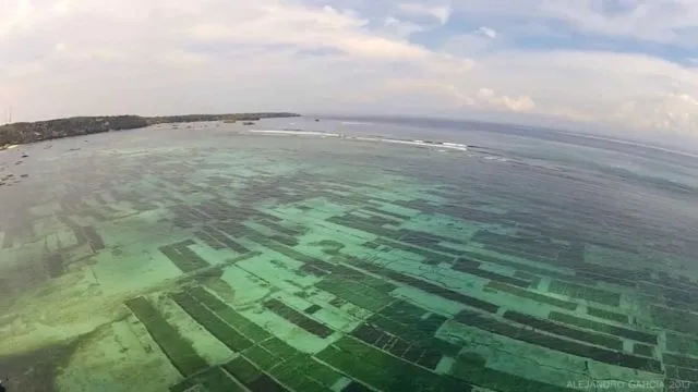Bukan Cuma Snack Lezat, Rumput Laut Ternyata Jadi Kunci Untuk Selamatkan Dunia. Kamu Harus Tahu Nih 4