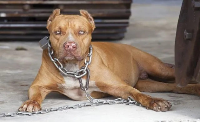 Bocah Tewas Karena Serangan Brutal Pit Bull di Malang. Ini Keganasan Hewan atau Kelalaian Manusia? 4