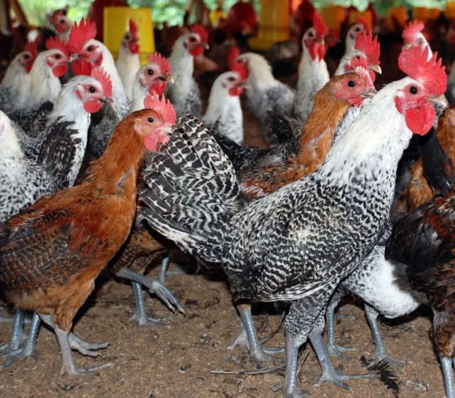 Kabarnya 90% Telur Ayam Kampung di Pasaran Ternyata Palsu! Simak Faktanya Berikut Biar Waspada 8