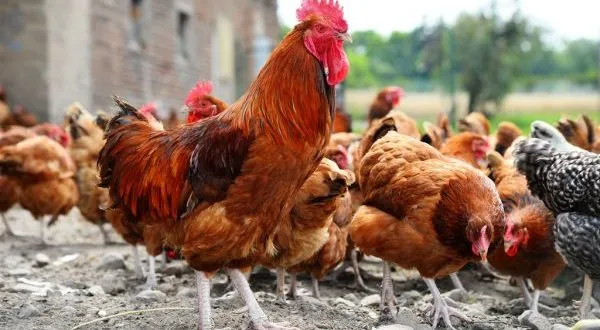 Kabarnya 90% Telur Ayam Kampung di Pasaran Ternyata Palsu! Simak Faktanya Berikut Biar Waspada 7