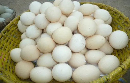 Kabarnya 90% Telur Ayam Kampung di Pasaran Ternyata Palsu! Simak Faktanya Berikut Biar Waspada 10