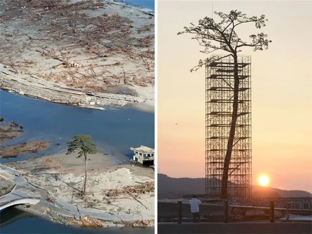 12 Foto Pohon Ajaib yang Seakan Nggak Bisa Mati. Tetap Bertahan Hidup Meskipun Sulit dan Terjepit! 16