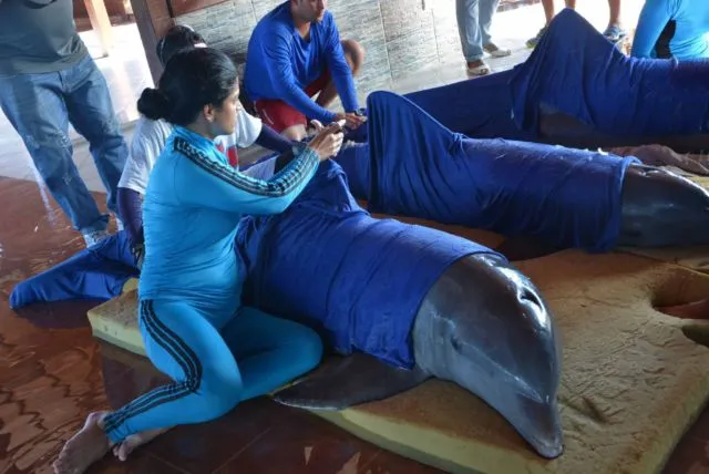 Bersyukur, Manusia Masih Peduli Buat Selamatkan Hewan-hewan Lucu Ini di Tengah Badai Maha Dahsyat 17