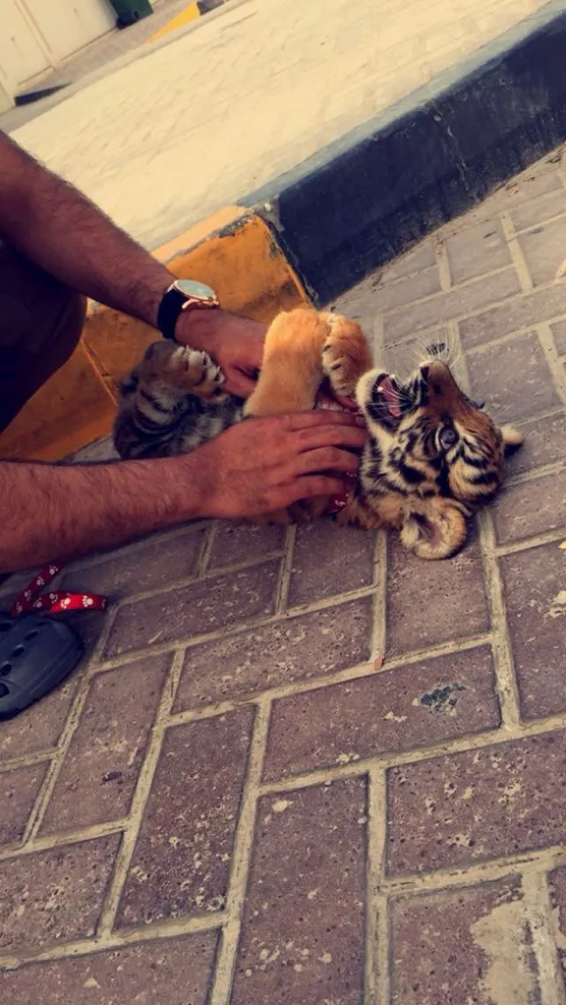 15 Gaya Hidup Mewah di Dubai yang Nggak Masuk Akal. Dari Gigi Sampai Makanan, Semua Dibalut Emas! 28