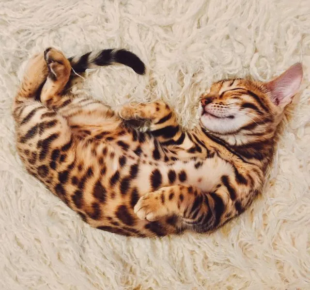 Suki, Si Kucing Traveler yang Hits di Instagram. Foto-Fotonya Keren dan Bikin Gemas 26