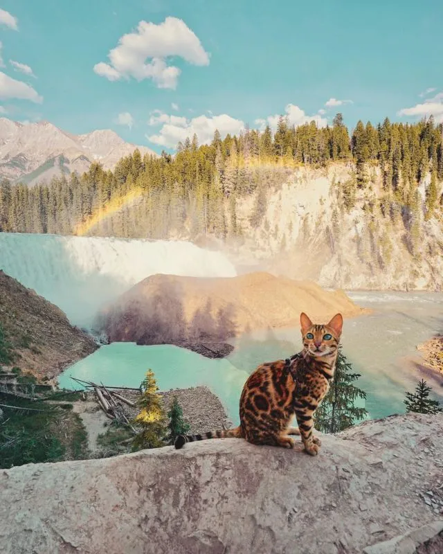 Suki, Si Kucing Traveler yang Hits di Instagram. Foto-Fotonya Keren dan Bikin Gemas 23