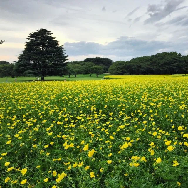 15 Destinasi Instagrammable Ini Harus Kamu Kunjungi Saat Berlibur di Jepang! Bikin Enggan Pulang 18