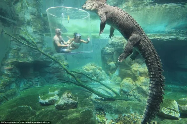 Cage of Death, Wahana yang Super Ekstrem. Nongkrong di Dalam Kolam Berisi Buaya Kelaparan! 16