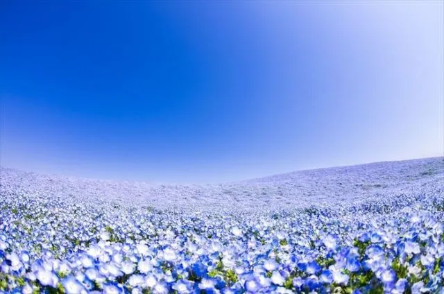 15 Destinasi Instagrammable Ini Harus Kamu Kunjungi Saat Berlibur di Jepang! Bikin Enggan Pulang 24
