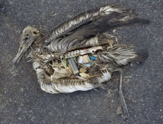 Lihat yang Kamu Lakukan Jika Buang Sampah Sembarangan. Banyak Hewan Terancam Punah Karenanya 20