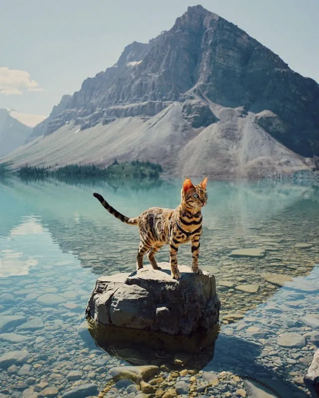 Suki, Si Kucing Traveler yang Hits di Instagram. Foto-Fotonya Keren dan Bikin Gemas 14