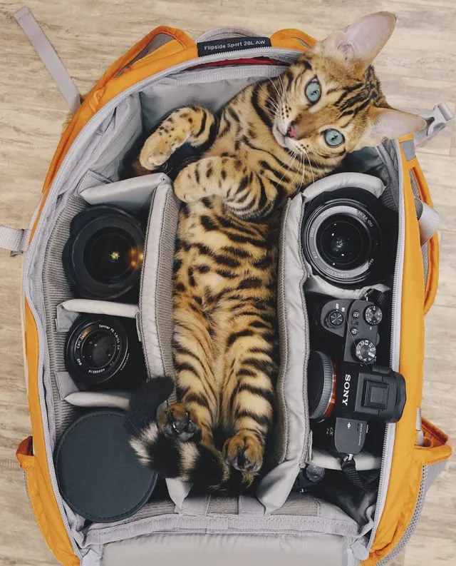 Suki, Si Kucing Traveler yang Hits di Instagram. Foto-Fotonya Keren dan Bikin Gemas 25