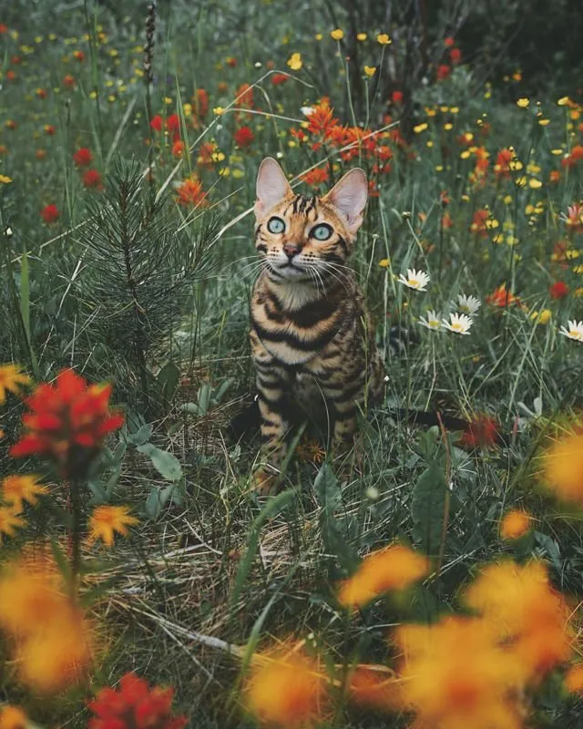 Suki, Si Kucing Traveler yang Hits di Instagram. Foto-Fotonya Keren dan Bikin Gemas 16