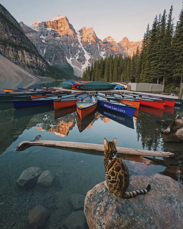 Suki, Si Kucing Traveler yang Hits di Instagram. Foto-Fotonya Keren dan Bikin Gemas 22