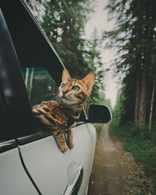 Suki, Si Kucing Traveler yang Hits di Instagram. Foto-Fotonya Keren dan Bikin Gemas 19
