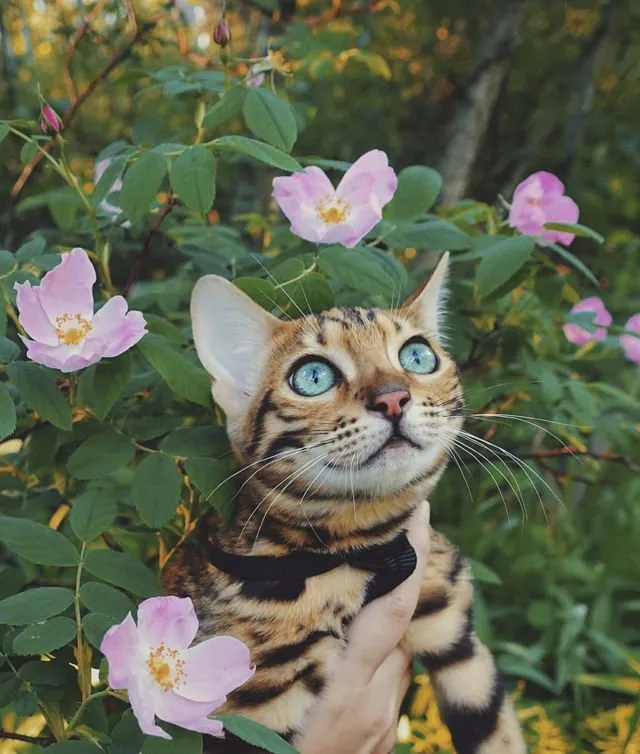 Suki, Si Kucing Traveler yang Hits di Instagram. Foto-Fotonya Keren dan Bikin Gemas 20