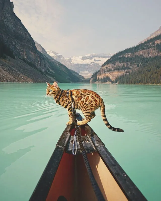 Suki, Si Kucing Traveler yang Hits di Instagram. Foto-Fotonya Keren dan Bikin Gemas 15