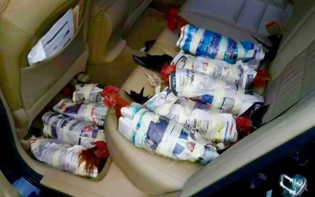 Bersyukur, Manusia Masih Peduli Buat Selamatkan Hewan-hewan Lucu Ini di Tengah Badai Maha Dahsyat 10
