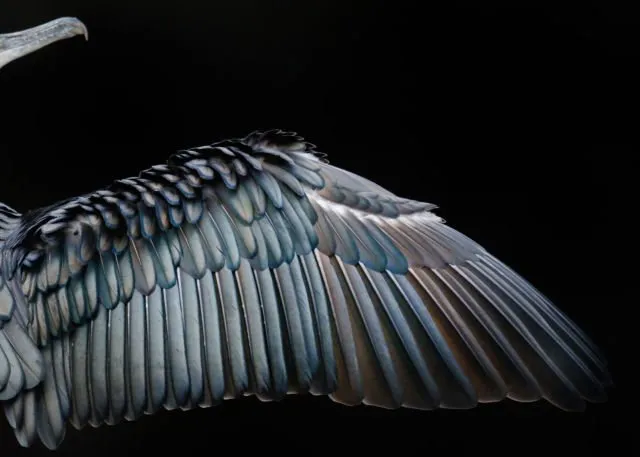 Parade Foto Burung Terbaik Tahun 2017 Sudah Dirilis. Karya Fotografer Dunia yang Menakjubkan! 17