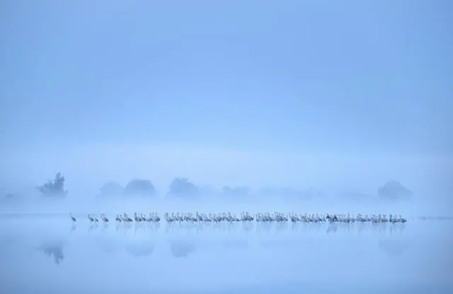 Parade Foto Burung Terbaik Tahun 2017 Sudah Dirilis. Karya Fotografer Dunia yang Menakjubkan! 20