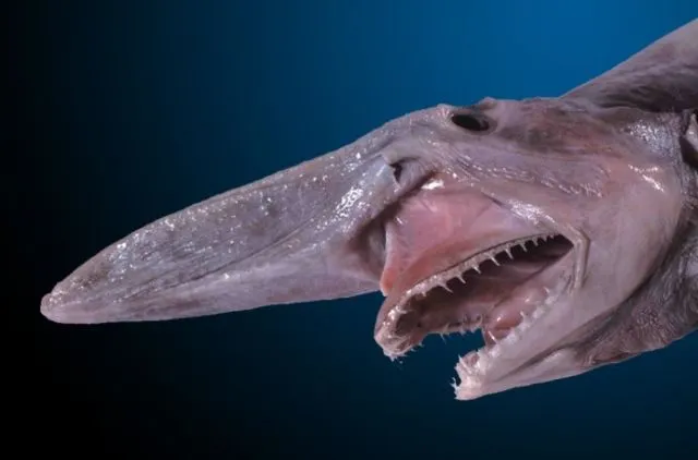 9 Mahluk Misterius dan Super Aneh Ini Bakal Bikin Kamu Merinding. Lebih Mirip Alien! 10