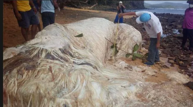 9 Mahluk Misterius dan Super Aneh Ini Bakal Bikin Kamu Merinding. Lebih Mirip Alien! 12