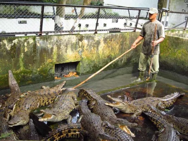 Ada 4 Alasan Logis Kenapa Akhir-akhir Ini Buaya Sering Menyerang Manusia. Jangan Percaya Mitos Aja! 8