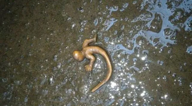 9 Mahluk Misterius dan Super Aneh Ini Bakal Bikin Kamu Merinding. Lebih Mirip Alien! 14