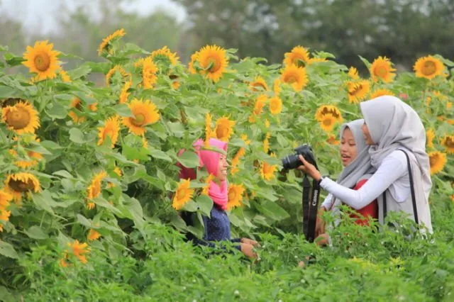 Kebun Bunga Matahari, Destinasi Hits di Bantul yang Harus Kamu Datangi! 13