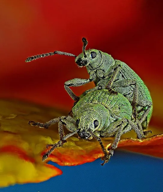 15 Foto Pemenang Kompetisi Nikon Mikro Fotografi. Dunia Mini Penuh Misteri ya! 18
