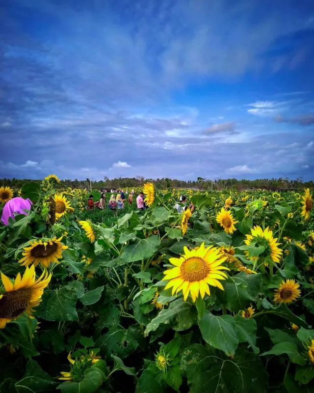 Kebun Bunga Matahari, Destinasi Hits di Bantul yang Harus Kamu Datangi! 10