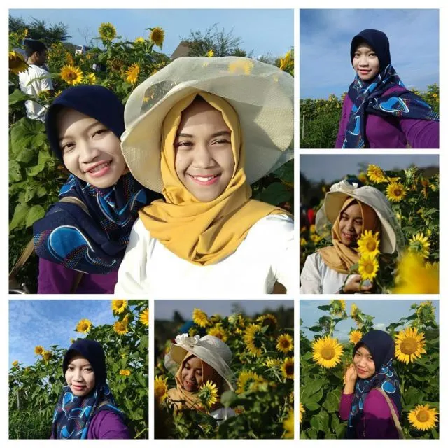 Kebun Bunga Matahari, Destinasi Hits di Bantul yang Harus Kamu Datangi! 15