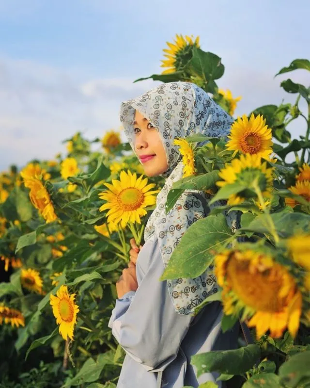 Kebun Bunga Matahari, Destinasi Hits di Bantul yang Harus Kamu Datangi! 9
