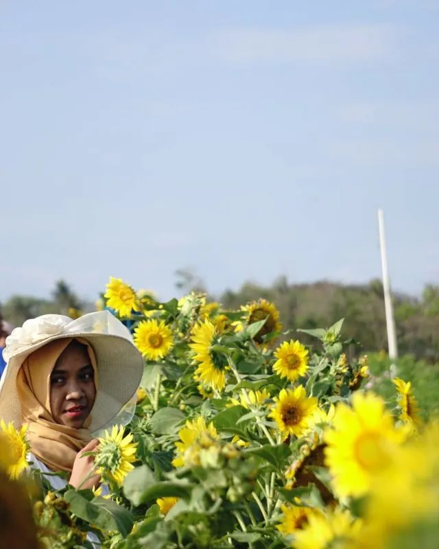 Kebun Bunga Matahari, Destinasi Hits di Bantul yang Harus Kamu Datangi! 14
