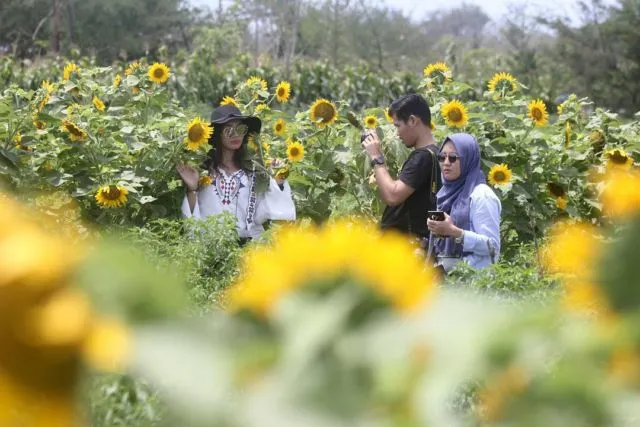 Kebun Bunga Matahari, Destinasi Hits di Bantul yang Harus Kamu Datangi! 16