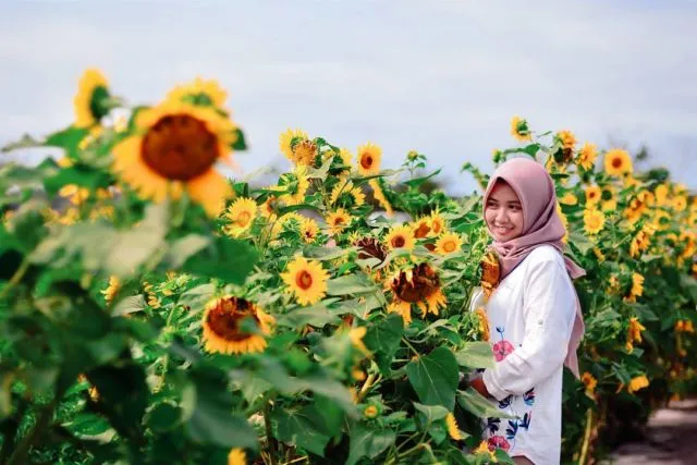 Kebun Bunga Matahari, Destinasi Hits di Bantul yang Harus Kamu Datangi! 11