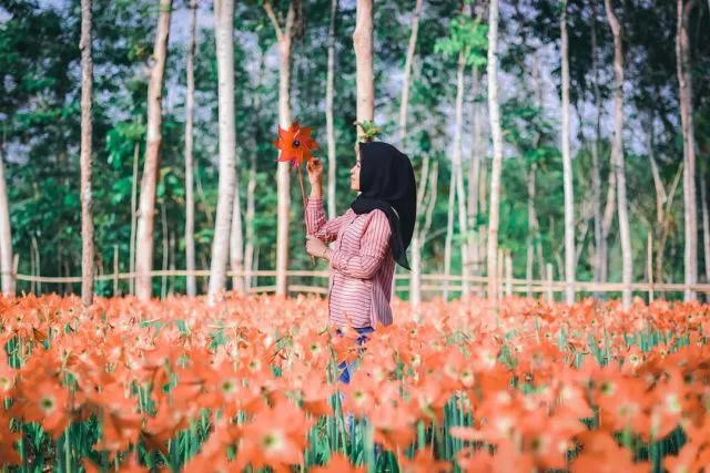 Bunga Amarilis Mekar Lagi, Semoga Nggak Dirusak Alay Kaya Dulu Lagi! 4