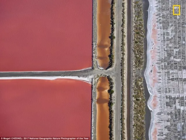 12 Foto Menakjubkan dari Kompetisi Foto National Geographic. Kualitasnya Level Dunia! 19
