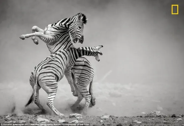 12 Foto Menakjubkan dari Kompetisi Foto National Geographic. Kualitasnya Level Dunia! 22