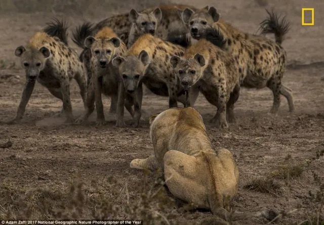 12 Foto Menakjubkan dari Kompetisi Foto National Geographic. Kualitasnya Level Dunia! 23