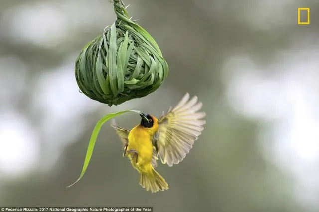 12 Foto Menakjubkan dari Kompetisi Foto National Geographic. Kualitasnya Level Dunia! 17