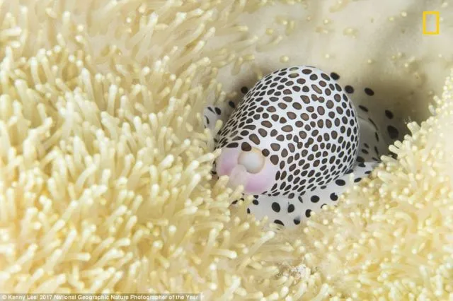 12 Foto Menakjubkan dari Kompetisi Foto National Geographic. Kualitasnya Level Dunia! 18