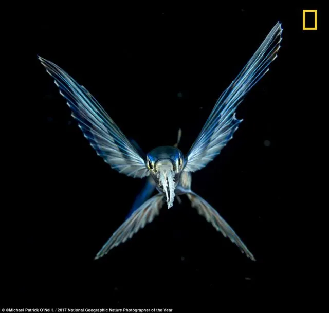12 Foto Menakjubkan dari Kompetisi Foto National Geographic. Kualitasnya Level Dunia! 24