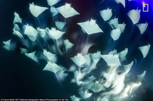 12 Foto Menakjubkan dari Kompetisi Foto National Geographic. Kualitasnya Level Dunia! 20