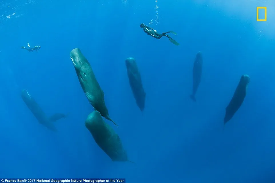 12 Foto Menakjubkan dari Kompetisi Foto National Geographic. Kualitasnya Level Dunia!