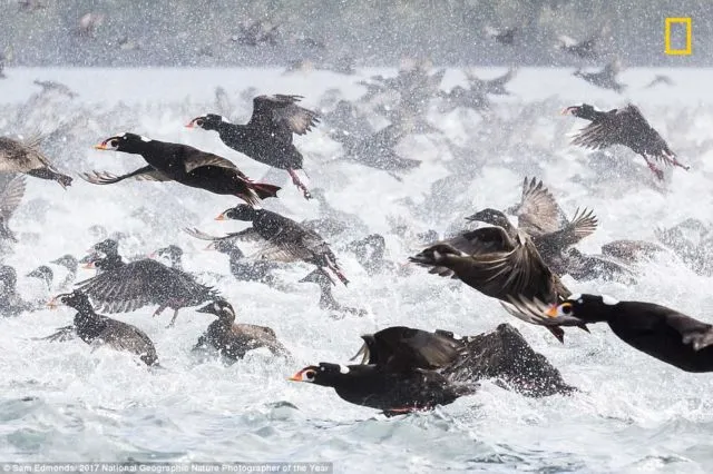 12 Foto Menakjubkan dari Kompetisi Foto National Geographic. Kualitasnya Level Dunia! 26