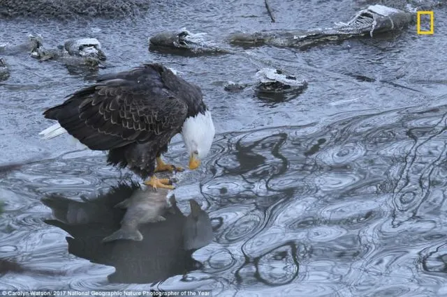 12 Foto Menakjubkan dari Kompetisi Foto National Geographic. Kualitasnya Level Dunia! 25