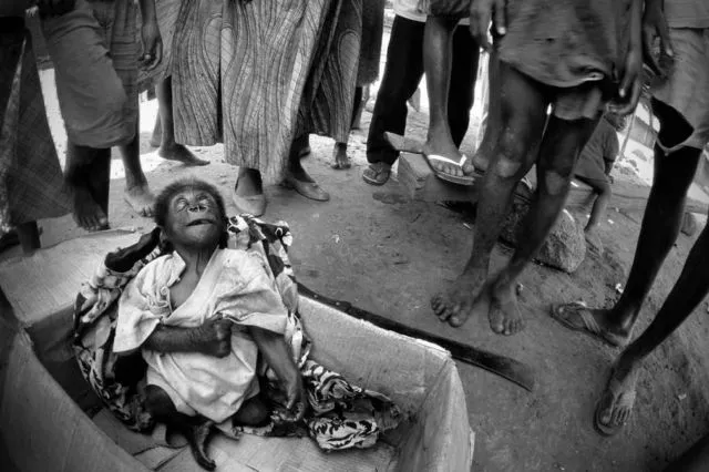 12 Foto Kekejaman Hewan yang Bakal Bikin Kamu Bergidik, Wajib Lihat! 19