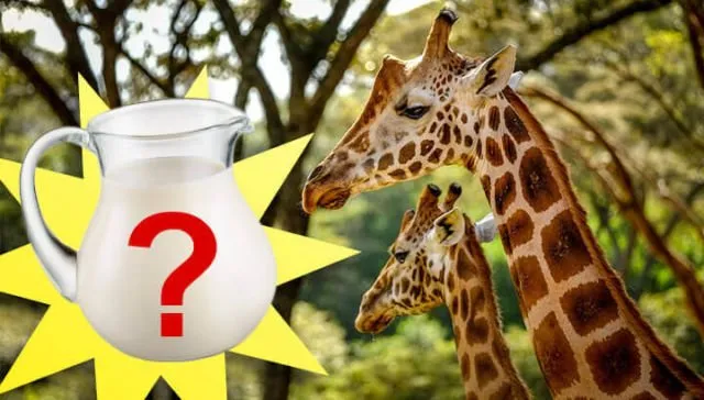 Misteri Susu Manusia & Mamalia Lain di Dunia. Lebih Bergizi Mana Ya?! 17